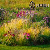 그라스 억새류 나무언니, 팜파스그라스(분홍) 3치포트(10개세트)