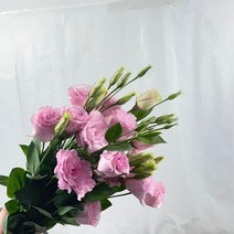 [자나장미꽃다발] [꽃 마실] 리시안셔스 한다발 생화 5가지 색상 (20송이), 핑크