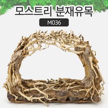 모스트리 분재유목(M) M036, 상세 설명 참조