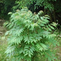 참죽나무 1년생 포트묘 (3개 묶음 판매) 약용수 새순 나무 묘목 참중나무 가죽나무, 1년생×3개 세트, 3개