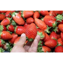 [AK후르츠월드] 고당도 생딸기 겨울 대표과일 딸기 1kg, 1팩(500g)