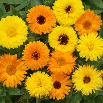 씨앗/금잔화(팟마리골드)-혼합 : 250립 Q1511