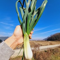 21년 국산 햇 양파 미니 줄기 양파 김치용 업소용 못난이 장아찌용 조생 피 작은 한망 양파, 2kg