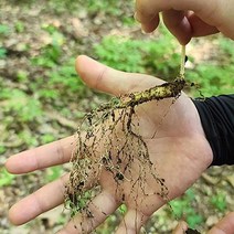 농약없이키운 강원도 산양 산삼 10-12년근 50g, 황가네 못난이삼 100g