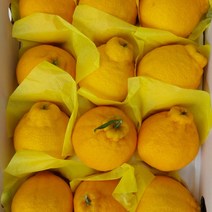 [제주직송} 제주 한라봉 제주도 제철 2kg 3kg 5kg 선물용 가정용, 2kg 가정용_중소_8과 전후