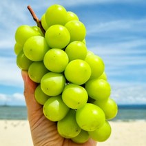 경북영천 노지 샤인머스캣 1/2kg 가정용 특품 상품, 1kg 가정용 (2-3송이)