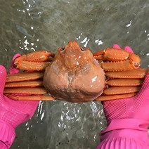 자연맛남 [울진홍게] 먼 바다조업 울진 후포 박달홍게 2kg(자숙/5-6마리)