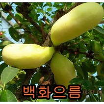 백화으름결실주 묘목 나무묘목 으름나무 과일나무 유실수