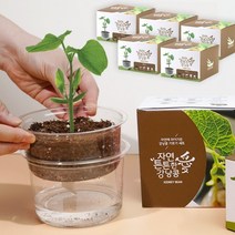 강낭콩 키우기 5개 자동 물공급 식물 기르기 체험 씨앗 화분 키트, 단품, 단품