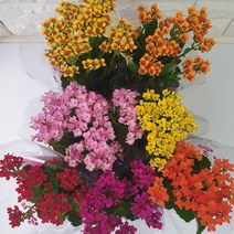 장미농원 가랑코에 카랑코에 칼란코에 색상랜덤발송