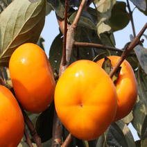 나무마켓 감나무 묘목 특선 접목1년, (연시) 개량대봉 야오끼 접목1년