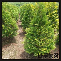 (나무농장) 서양측백 골든브라반트 4치 장포트