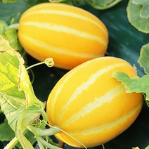 고당도 성주 참외 농장직송 3kg 4kg, 햇 성주 두입참외 4kg