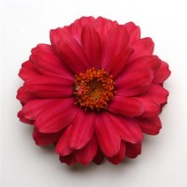 백일홍 자하라더블 컬러선택 (꽃씨앗/10립)Zinnia Zahara Double, 체리