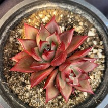 [메카다육]71-1114 레드플럼 쌍두(2두 자연군생) 화분포함 다육식물 선인장 다육금 다육철화 두들레야 아프리카식물 코노피튬 하월시아 수입다육이 국민이