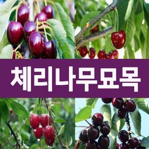 [나무의모든것] 다양한 체리나무묘목 상묘 판매중, 스위트하트(자가수정) 접목묘, 1개
