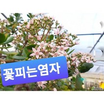 꽃피는염자/염좌 /중/이 상품은 뽑아서 배송됩니다, 꽃피는염자