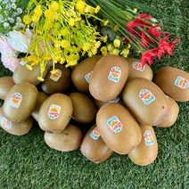 [맛나과일] 제스프리 썬 골드키위 로얄대과/점보사이즈 10과 15과, 로얄대과 15과