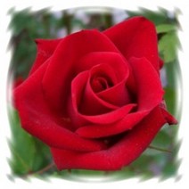 [묘목]정원장미 : 15cm분, 안데르센(중륜다화-정원및화분용)