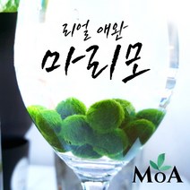 [모던 아쿠아 오픈 특가] 초보자를 위한 키우기 쉬운 마리모 수초 / 모스볼/ 어항 장식 / 구피 수초/ 치어 수초/ 식물인테리어, 마리모 [대형]
