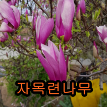 자목련 접1년생 2그루 나무 묘목 목련나무