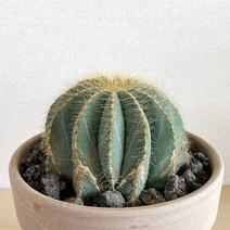 수박선인장 이태리토분 세트 - 관리쉬운 공기정화식물, 1개