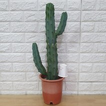 용신목 선인장65