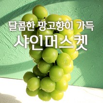 산지직송 김천 상주 영동 국내산 고당도 샤인머스켓 가정용 선물용 씨없는 망고포도 1kg 2kg, 500g(1송이/일반용)