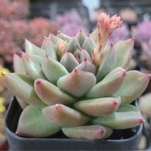 내맘에 힐링다육 한눈에 모아보기, 8번-펄그레이