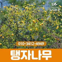 탱자나무/실생2년/뿌리묘/10주묶음/1등묘/탱자/꽃/열매/나무/묘목/조경수/도시농부