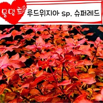 [물멍초] 키우기 쉬운 예쁜 붉은 수초 루드위지아 sp. 슈퍼레드 10촉