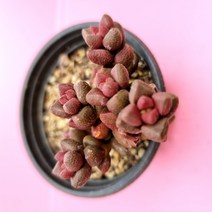 다육이 미니 엘레강스 선인장 랜덤발송, 단품