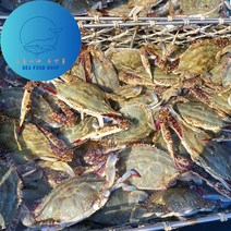 오둥이네 신진도 가을꽃게 빙장 꽃게/톱밥 꽃게 1kg~5kg, 빙장 숫꽃게 3kg(수율 80%), 1박스