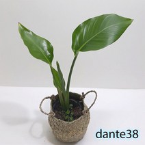 여인초 키우기 극락조 꽃 실내 거실 공기정화식물(소)