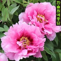 일본 고급 개량 겹꽃목단(모란) 접목3년(2~3지), 01. 태양