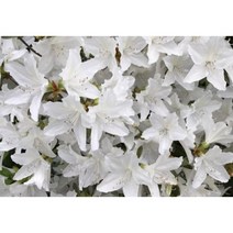 봄꽃 백철쭉 40cm 묘목 20주 재배농원직송 조경수 정원수 상록수 관상수 철죽 연산홍 울타리, 백철쭉(하얀꽃)40cm 묘목 20주, 1개