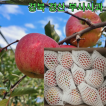 경북 경산 부사 사과 2kg 3kg 경북 사과 홍로 양광 시나노스위트 높은 당도 부사, 부사사과 2kg 11과내외 중과