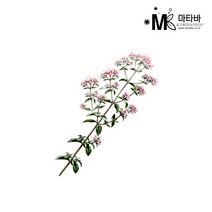 마타바 에센셜오일 NO.26 마조람 10ml