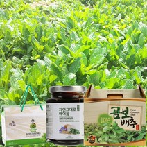 배도라지 곰보배추 즙 곰보배추 효능 먹는법 기관지 천식에 좋은음식, 2_곰보배추농축액(병) 240g, 240g