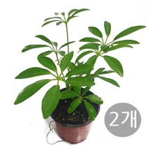 도도팜 아이비 나무 스킨답서스 행운목 개운죽 풍란 행운목 테이블야자 호야 몬스테라 산호수 율마 천냥금 오렌지자스민 수퍼바 산세베리아 금전수 스파트필럼 스투키 문샤인 남천 고무나무, 13.  1+1 홍콩야자 1개