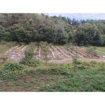 훈이네벌꿀농장 한벌꿀 1등급 아카시아, 1개