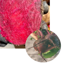 합천 하우스 레드비트 3kg 5kg 10kg 비트즙 비트주스 유기농비트즙 제주비트즙 녹즙, 레드비트 3kg 왕특