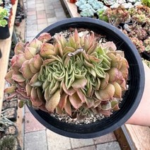 [해와달다육] 할로윈 철화 다육이, 1개