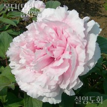 목단(모란) 묘목 개화주 입고 금강원예, 설영도화-3년생, 1개