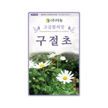 꽃씨앗 구절초 씨앗 1000립 야생화 종자 꽃씨, 단품