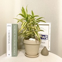 송오브인디아 독일토분 화이트 세트, 토분 받침, 1개