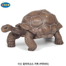 실제동물 거북 모형 완구 유치원 교구 동물인형 유아용품 아가장난감 베이비장난감