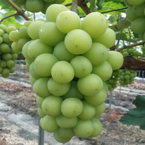 샤인머스켓나무/삽목1년포트(5개묶음)/묘목/d0013