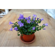 그린플랜트 공기정화식물 캄파눌라(색상품종랜덤) 1+1