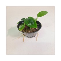 아누비아스 나나 음성수초 포트 (JA0004), 상세페이지 참조